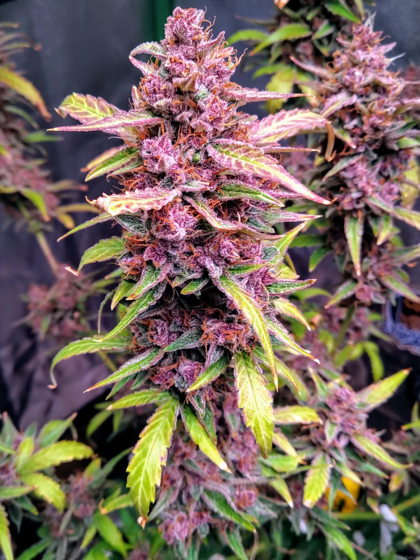 Strain Review: Cherry Alien OG • Puff Wow