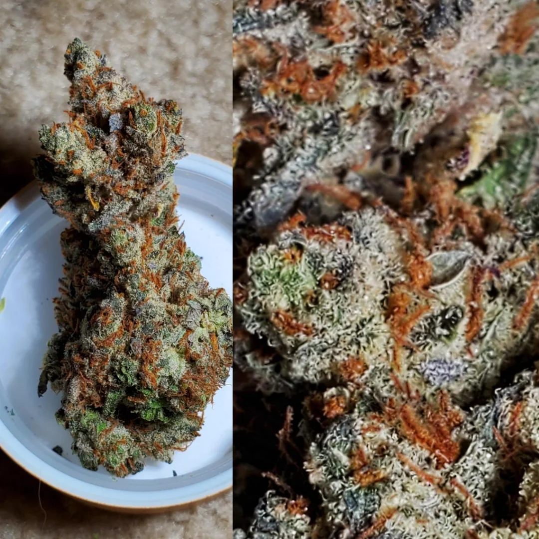 Strain Review Hashberry Unveiling the Essence of this Classic Indica