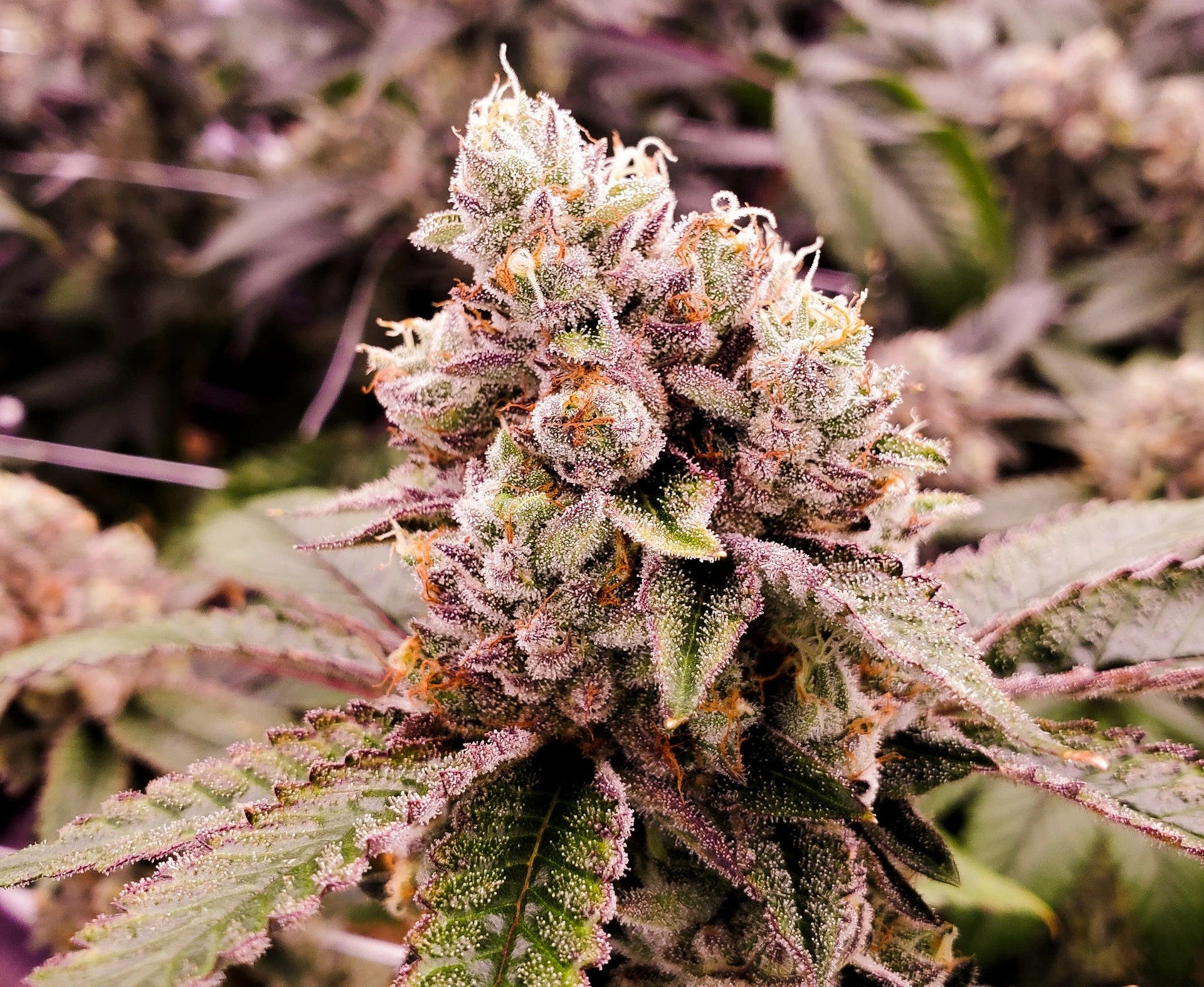 Indica or Sativa? A Comprehensive Guide to Choosing the Best Cannabis